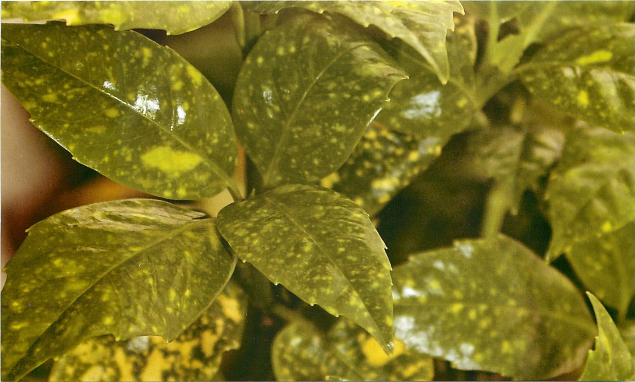 Аукуба вредители