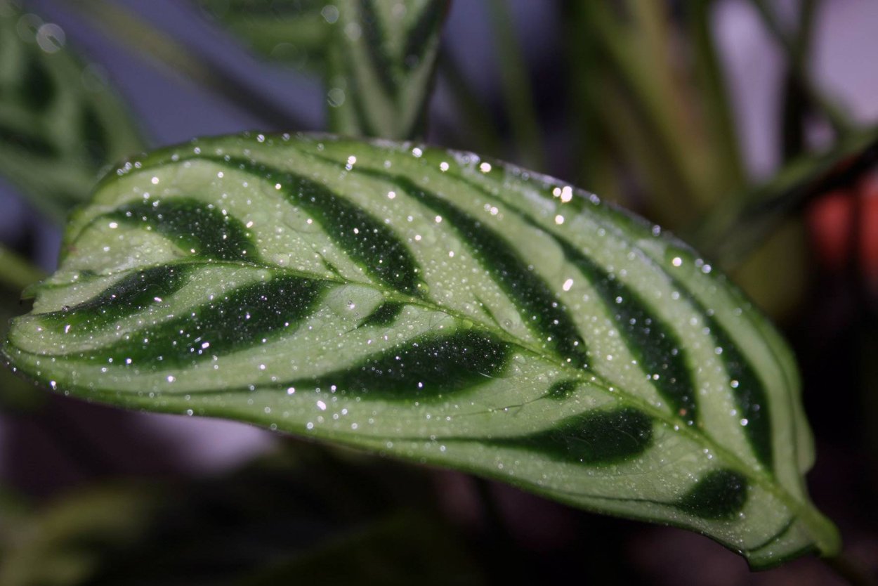 Калатея трипсы