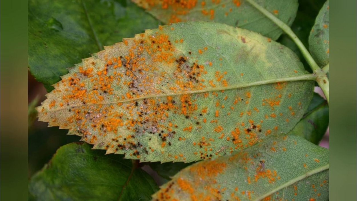 Ржавчина , пятнистость, мучнистая роса