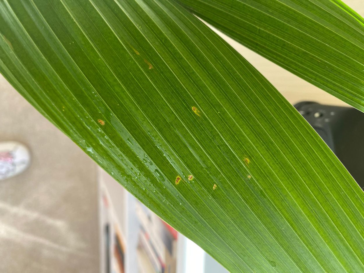 Сажистый грибок на комнатных растениях