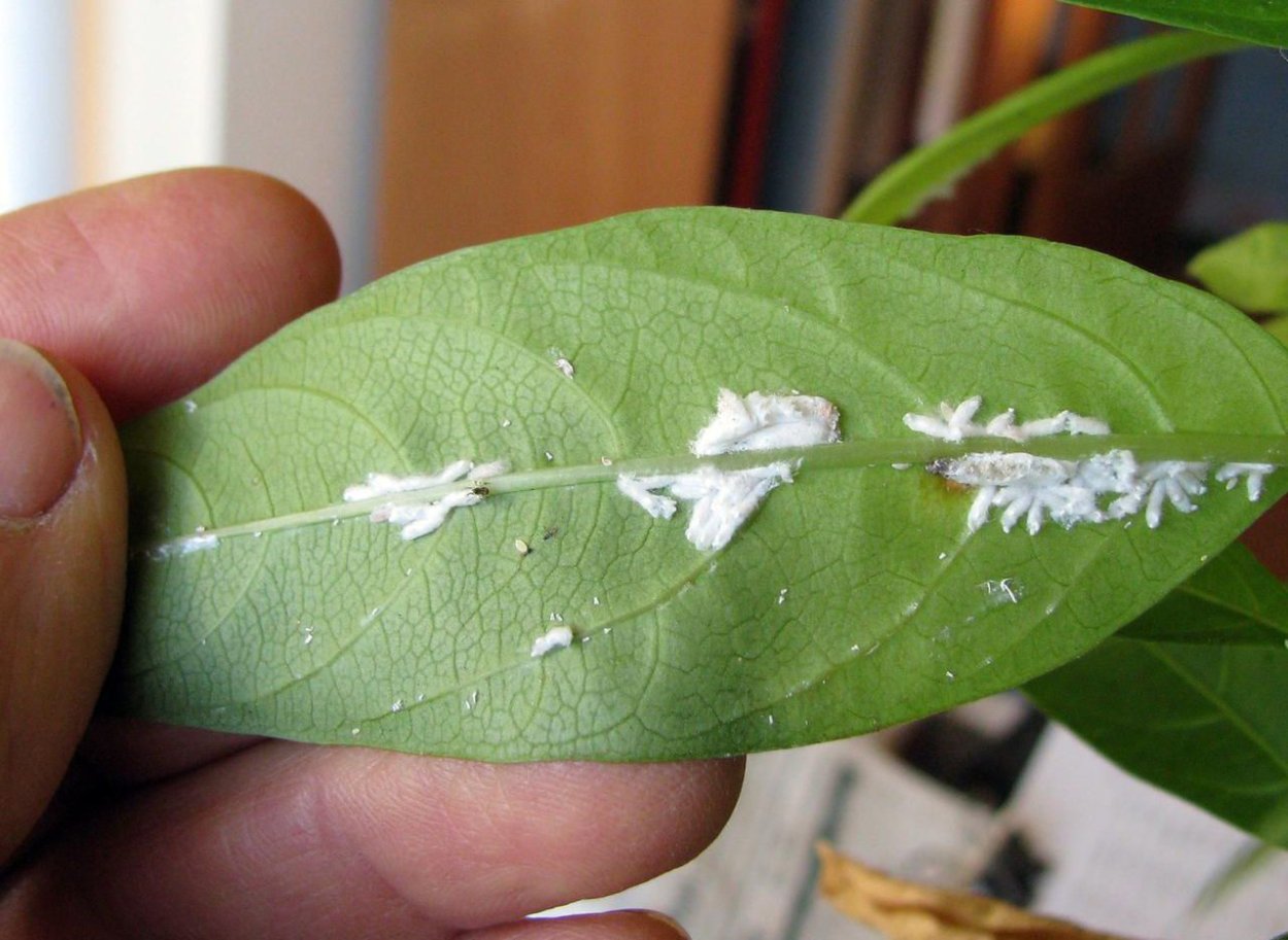 Трипсы червец