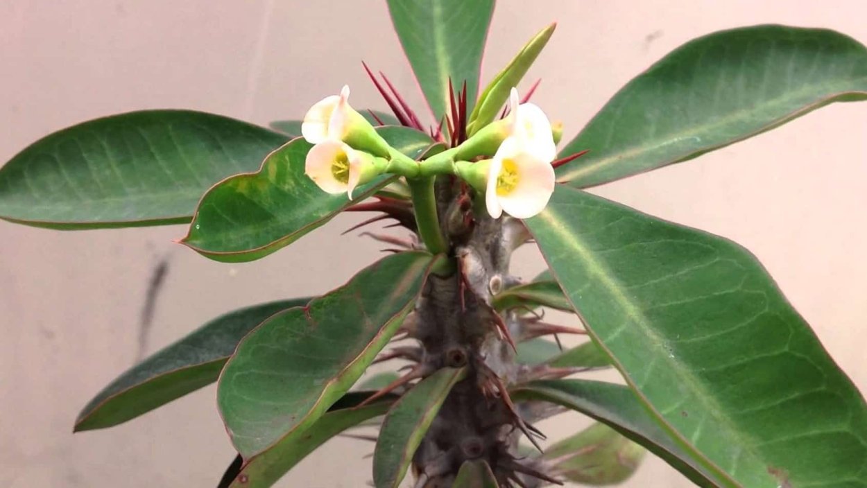 Молочай гребенчатореберный