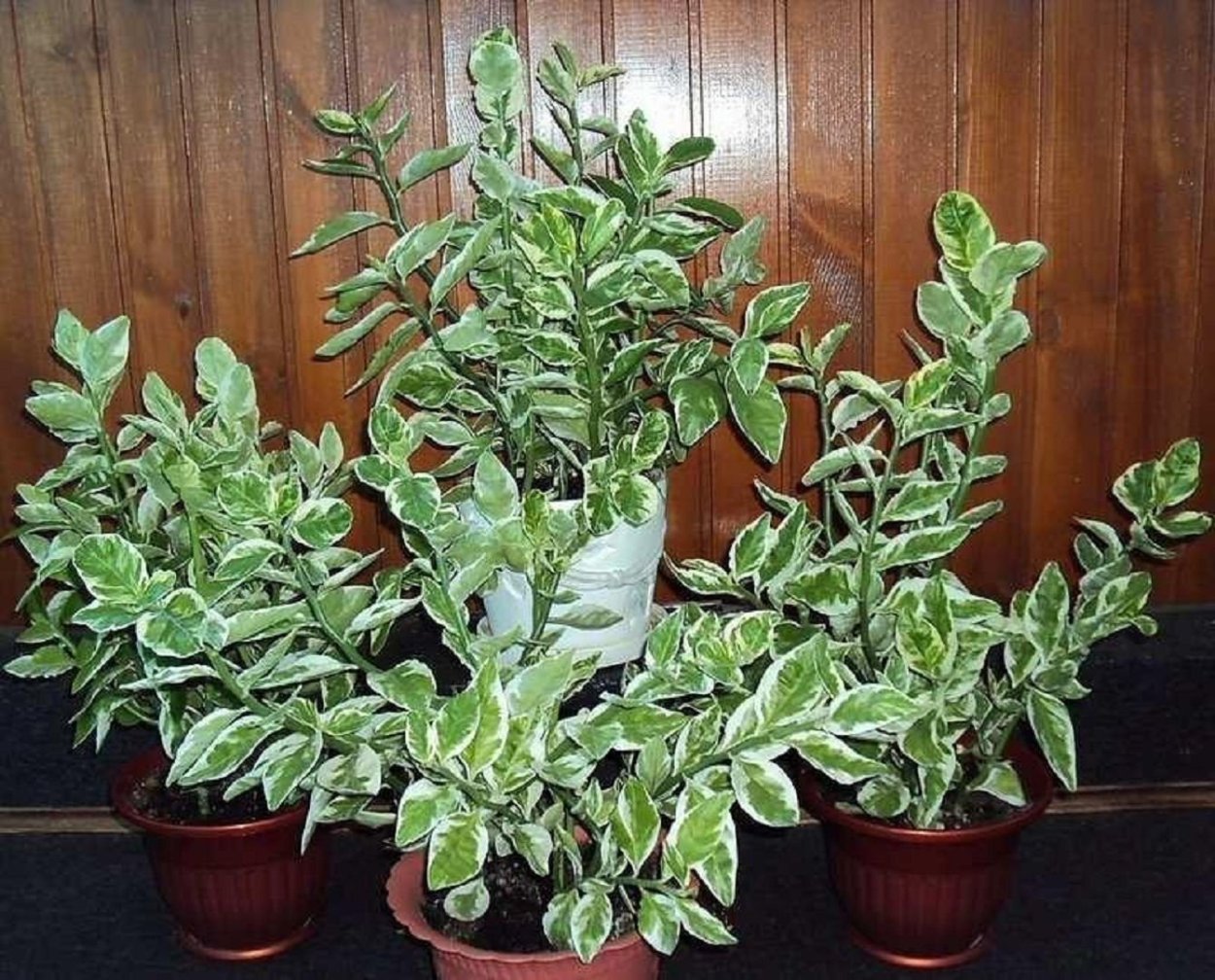 Педилантус финка