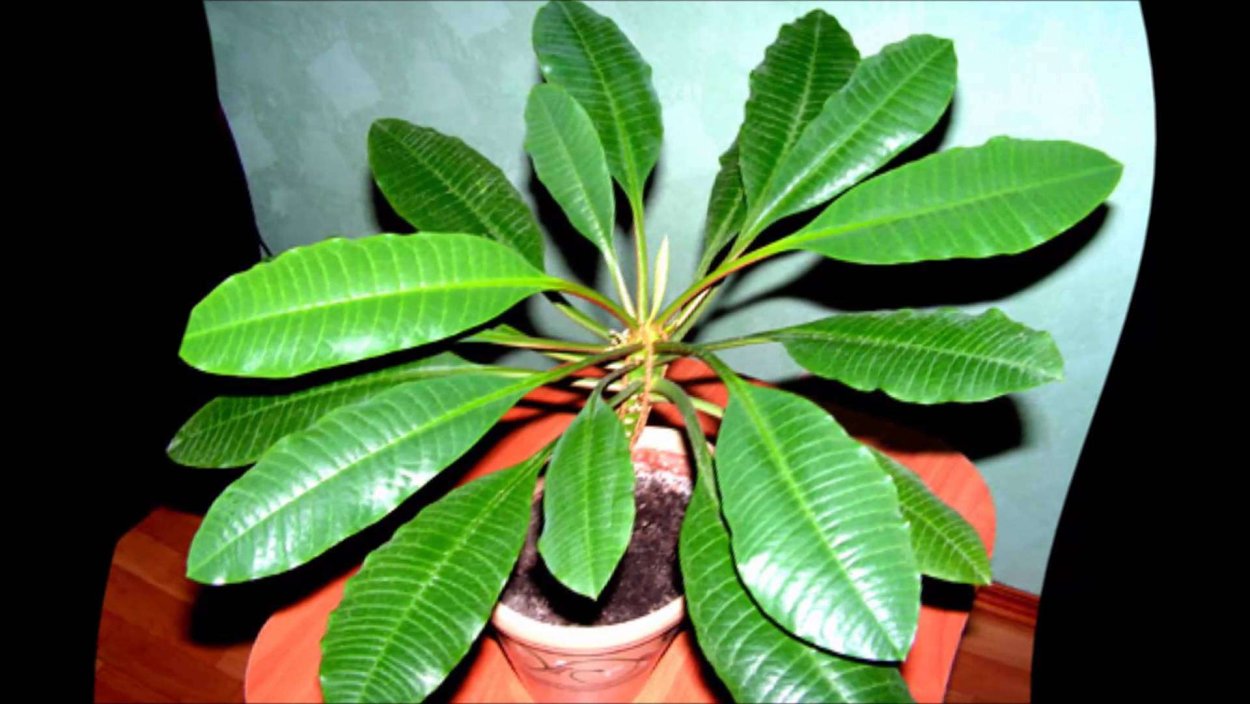 Суккуленты молочай беложильчатый