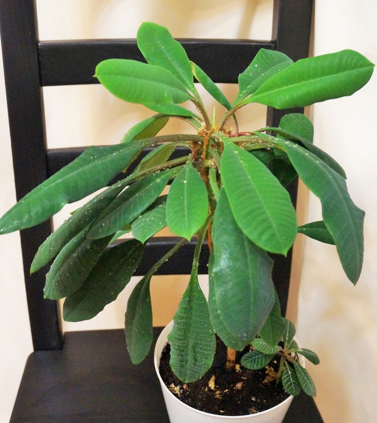 Молочай эуфорбия Пальма