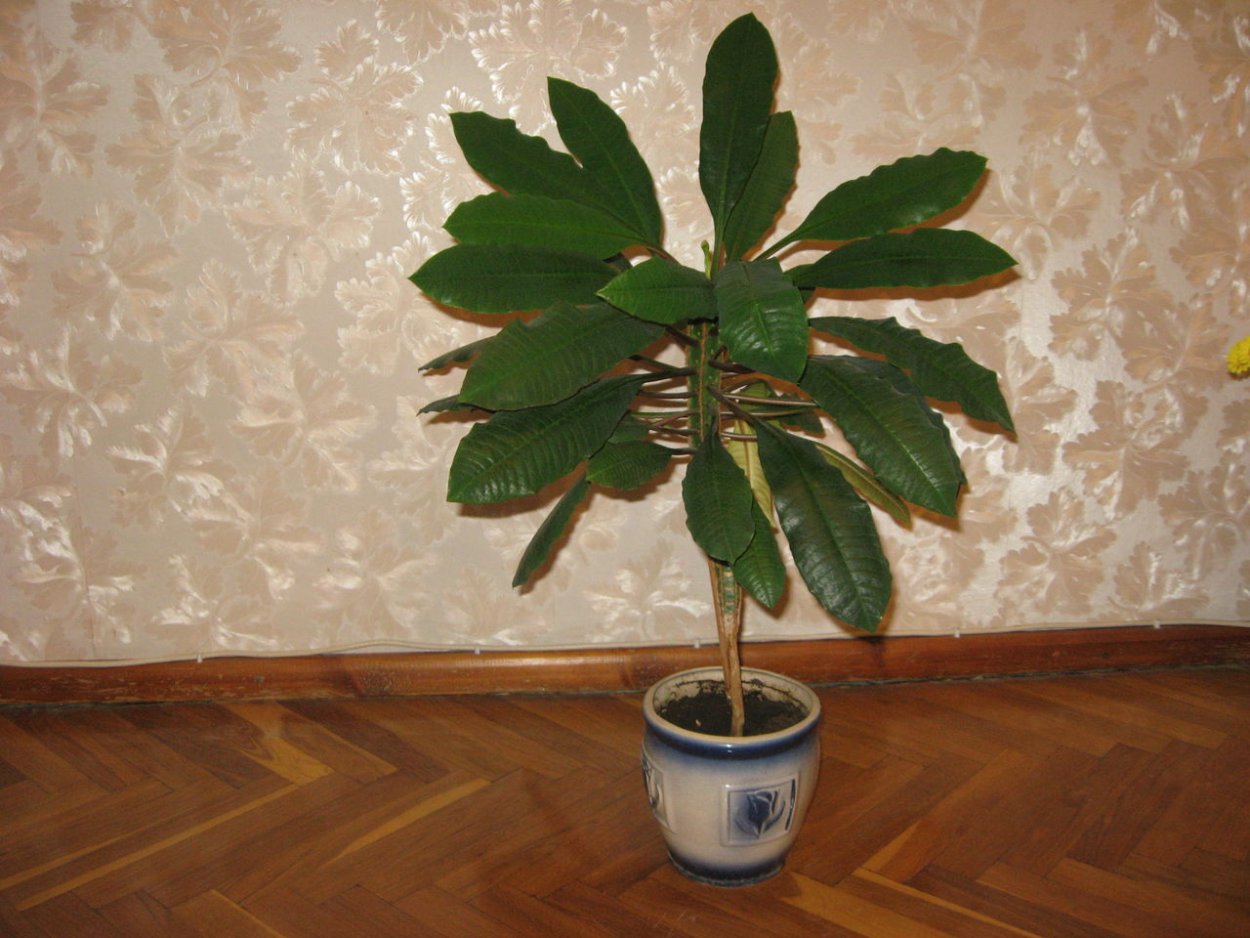 Молочай Обезьянье дерево