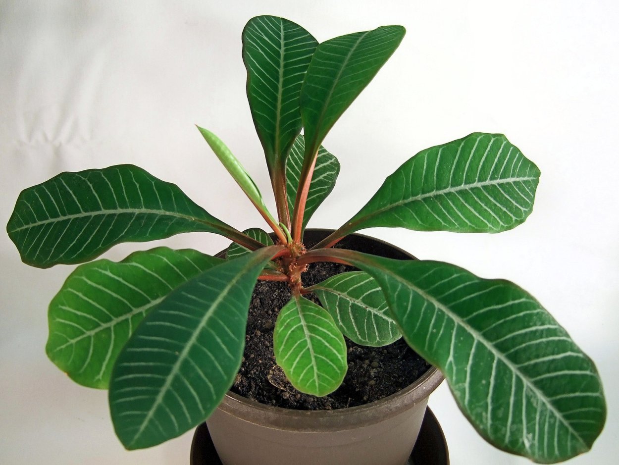 Эуфорбия молочай беложильчатый