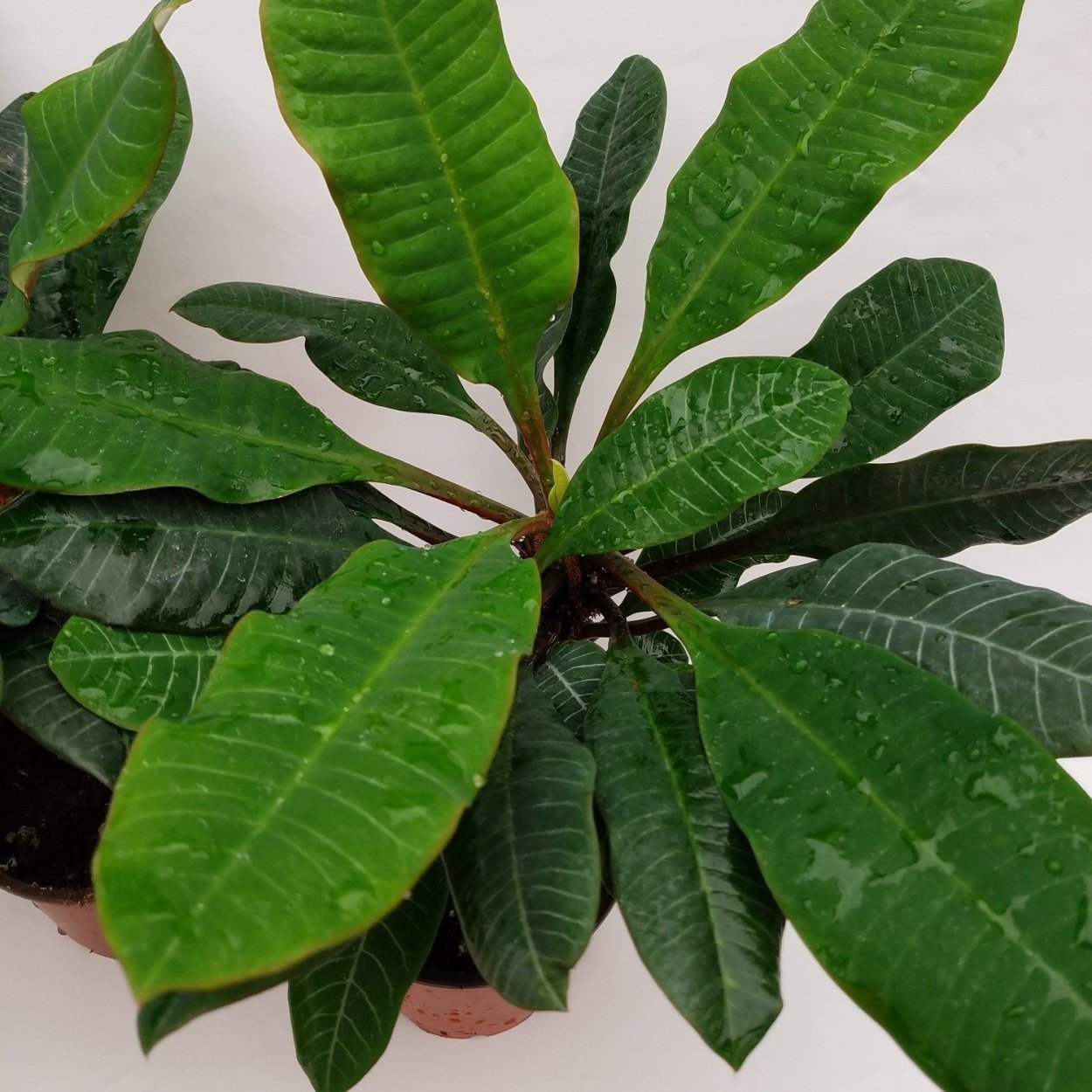 Молочай leuconeura