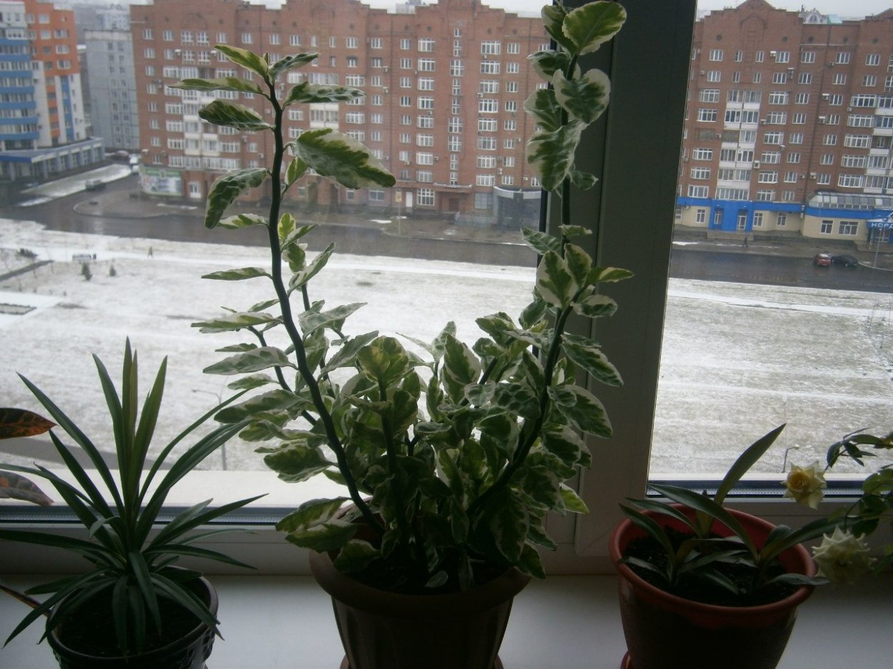 Педилантус цветок комнатный