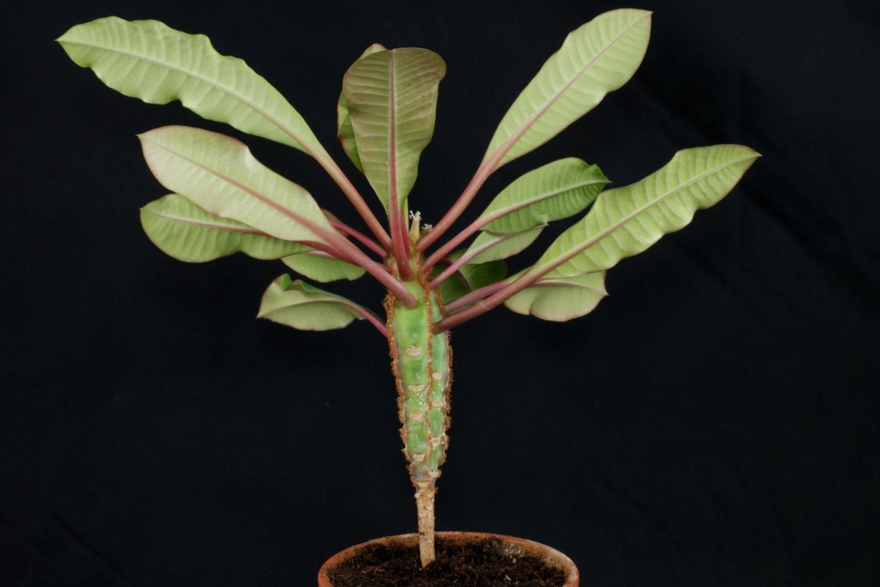 Молочай беложильчатый (Euphorbia leuconeura)