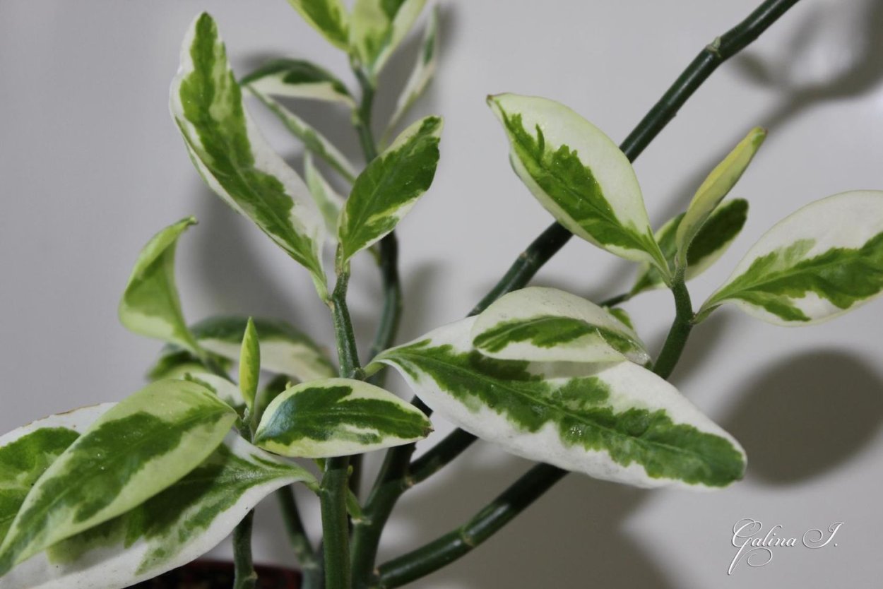 Фикус педилантус