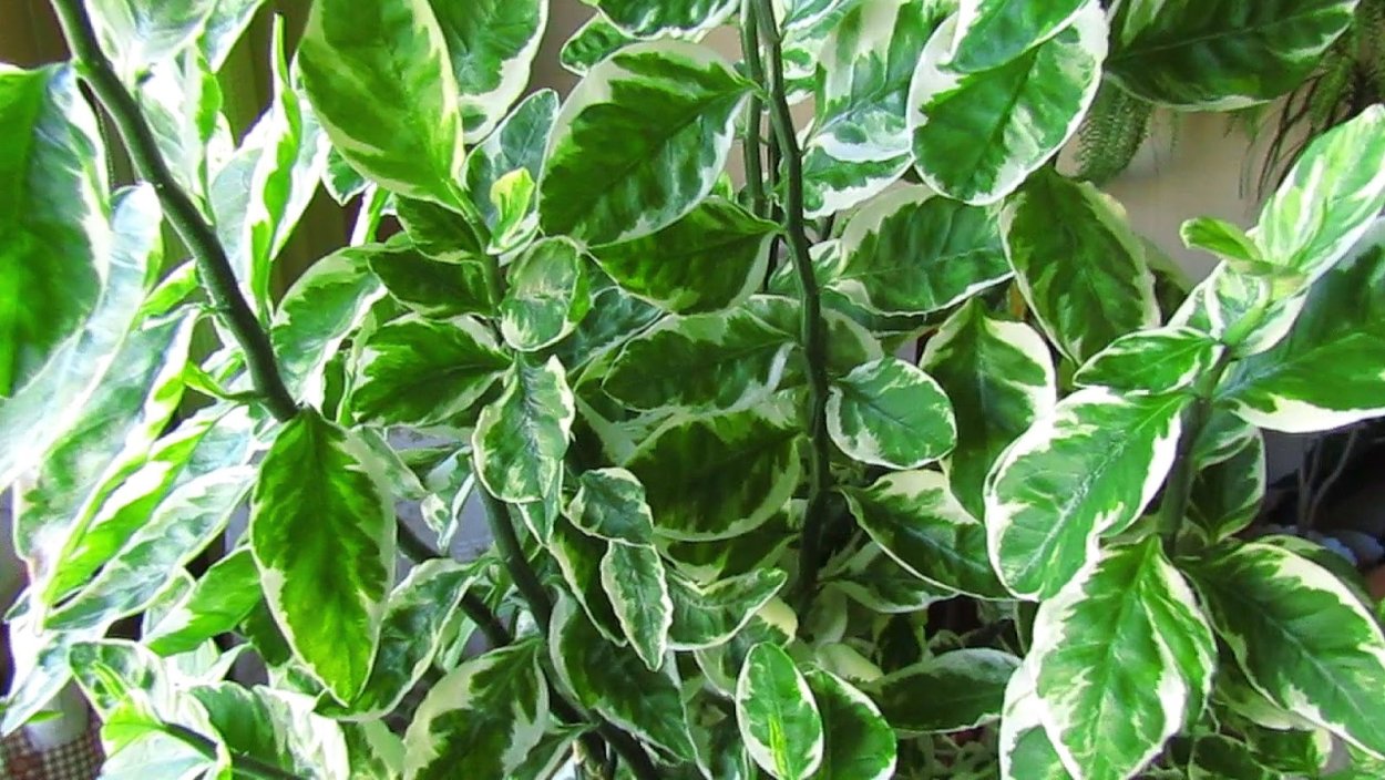 Фикус педилантус цветет