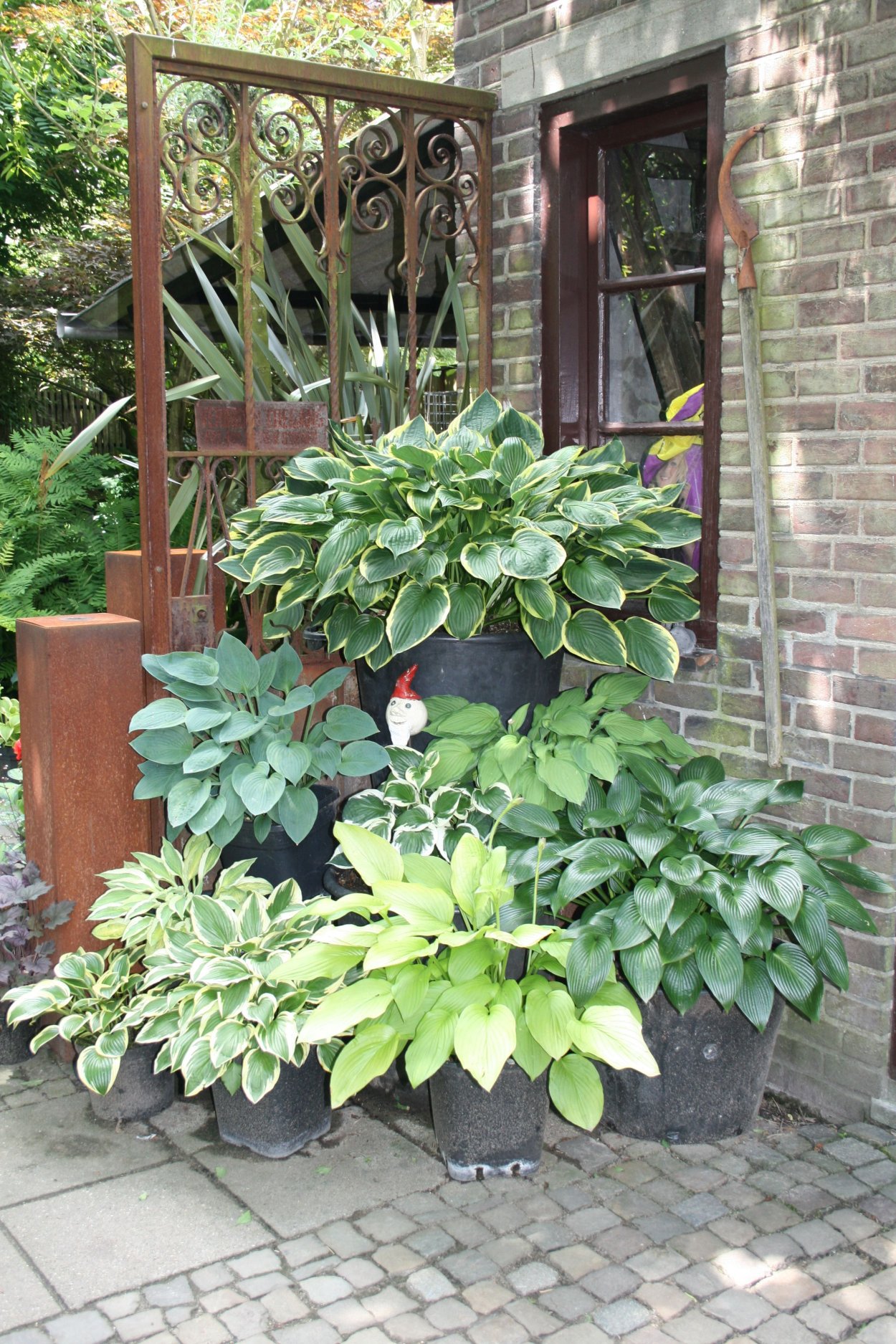 Хоста с петуньей