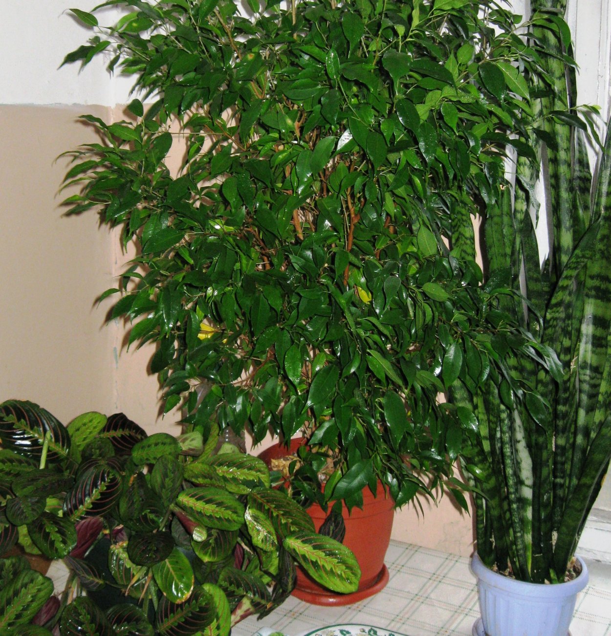 Фикус Бенджамина в тени