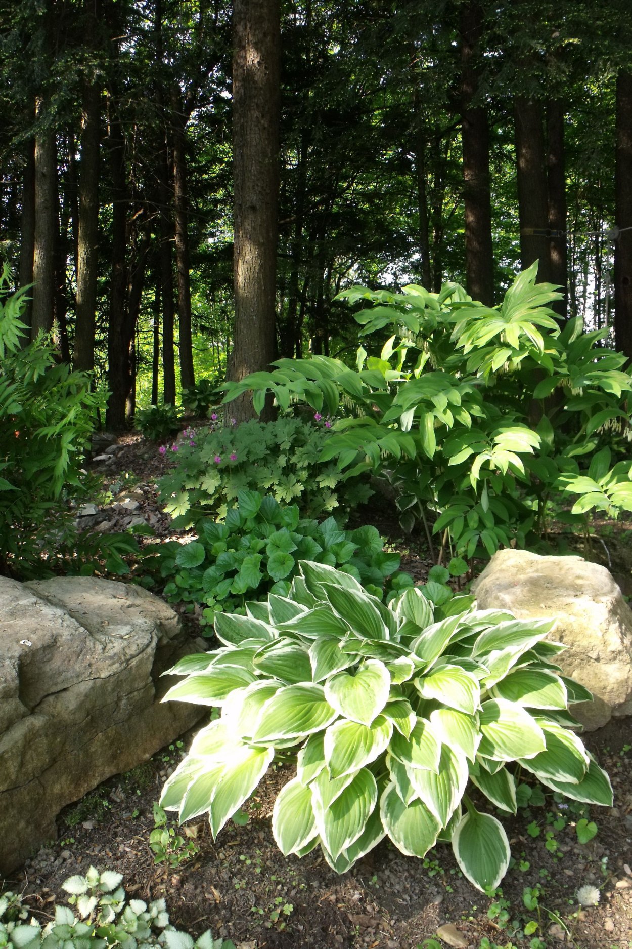 Хоста вечнозеленое растение