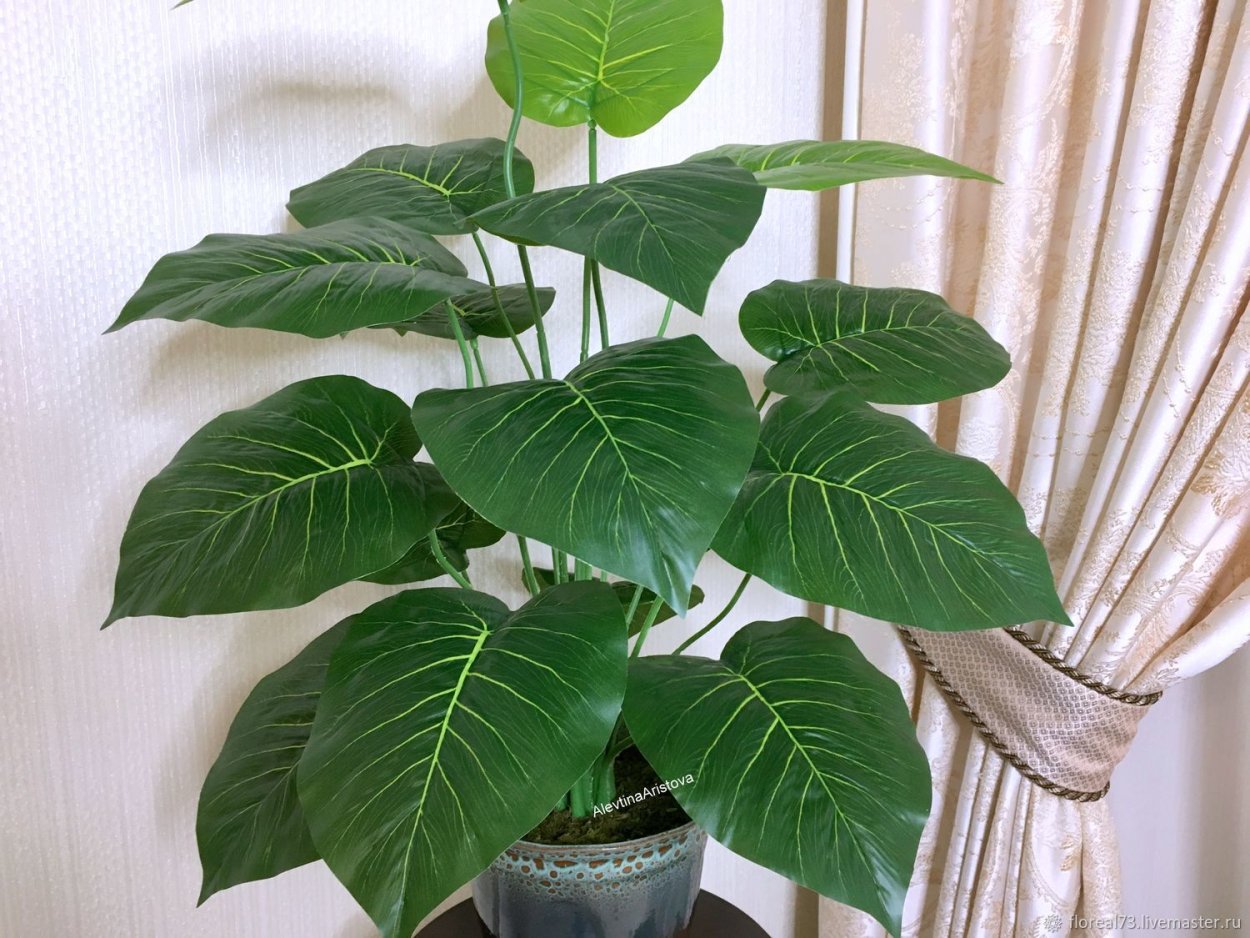 Филодендрон лировидный