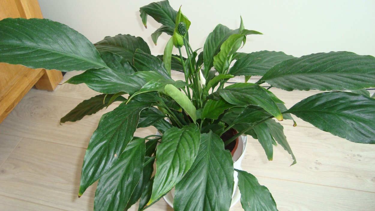 Спатифиллум с крупными листьями сорт