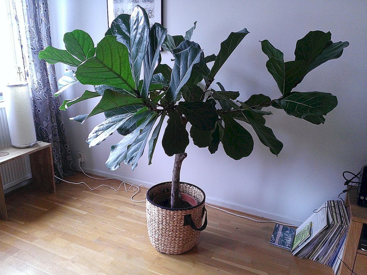 Фикус лирата дерево