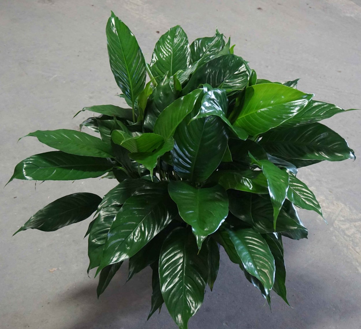 Оранж цветы спатифиллум