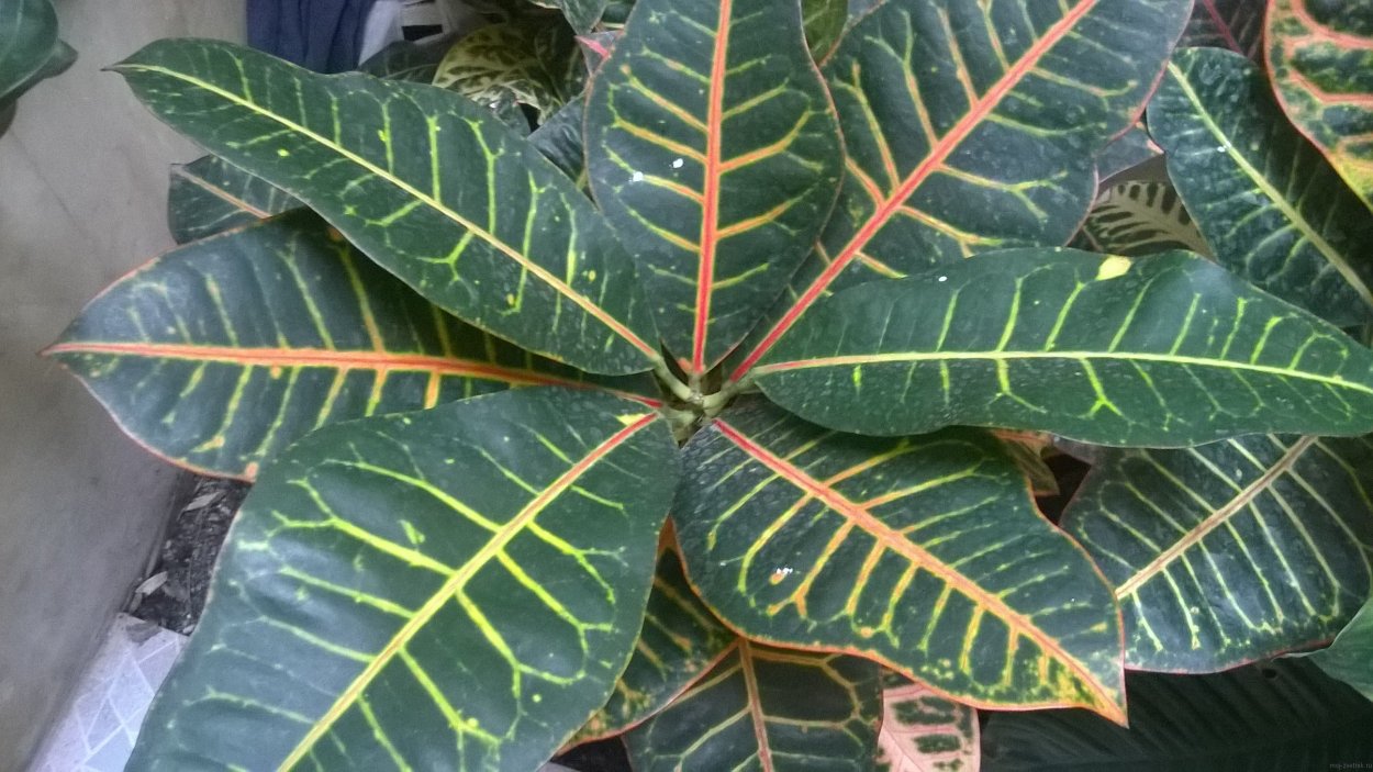 Комнатные растения большие листья