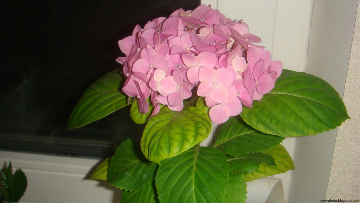 Цветок гортензия комнатная