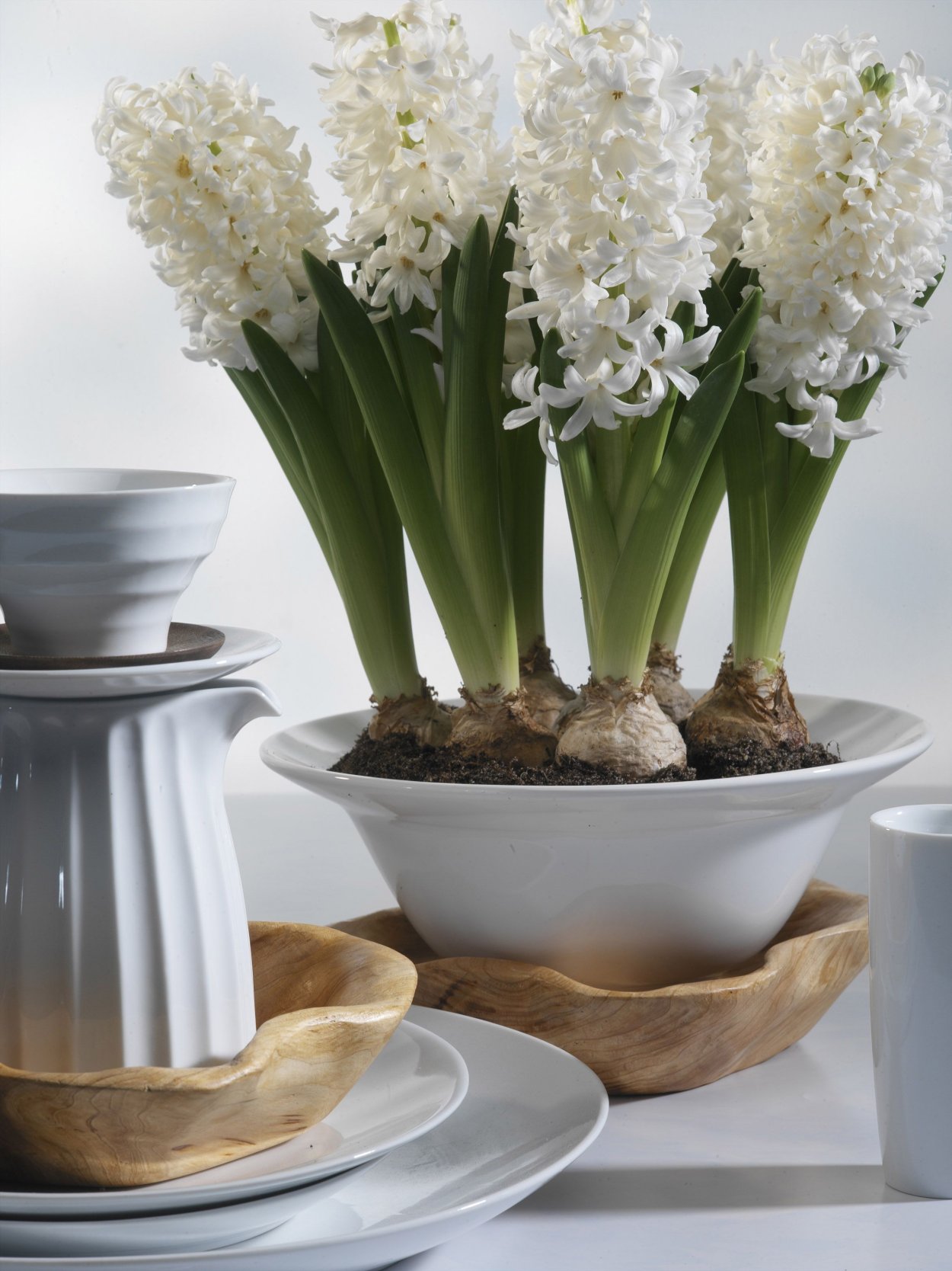 Гиацинт в горшке