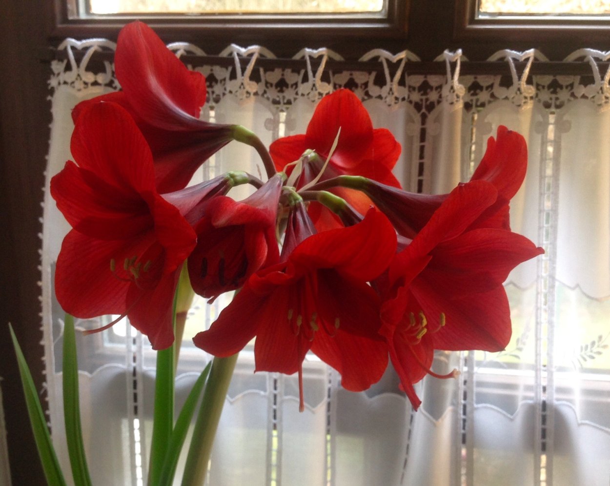 Амариллис Амарантия