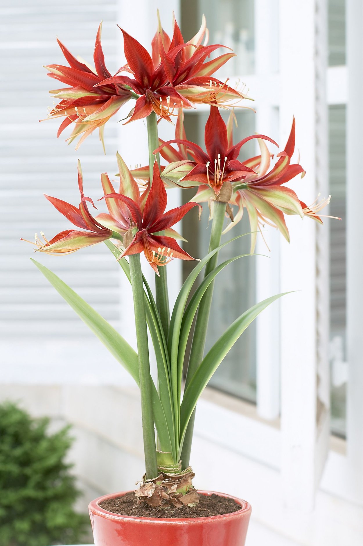 Лилия гиппеаструм