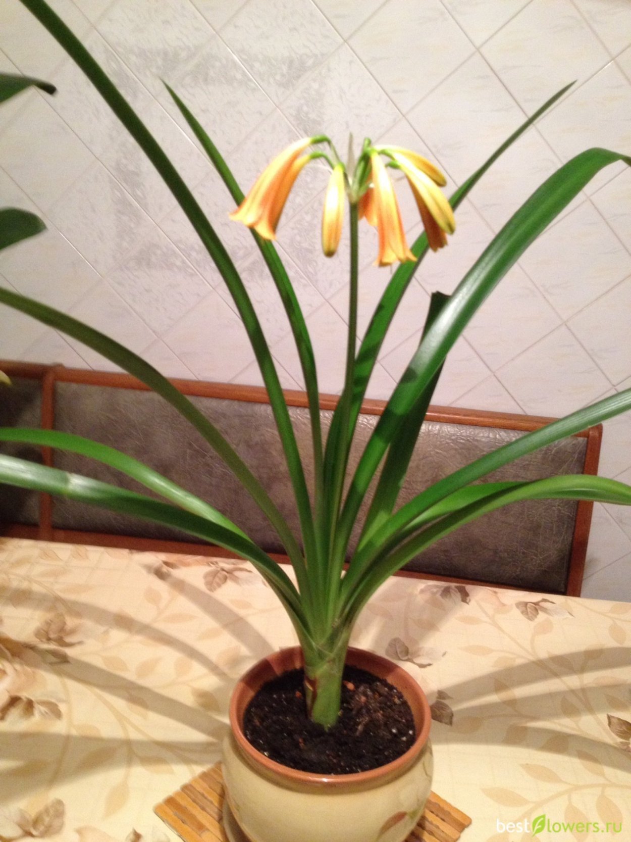 Кливия Валотта