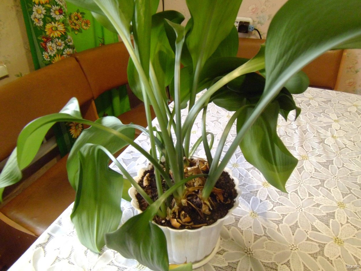 Аспидистра эухарис