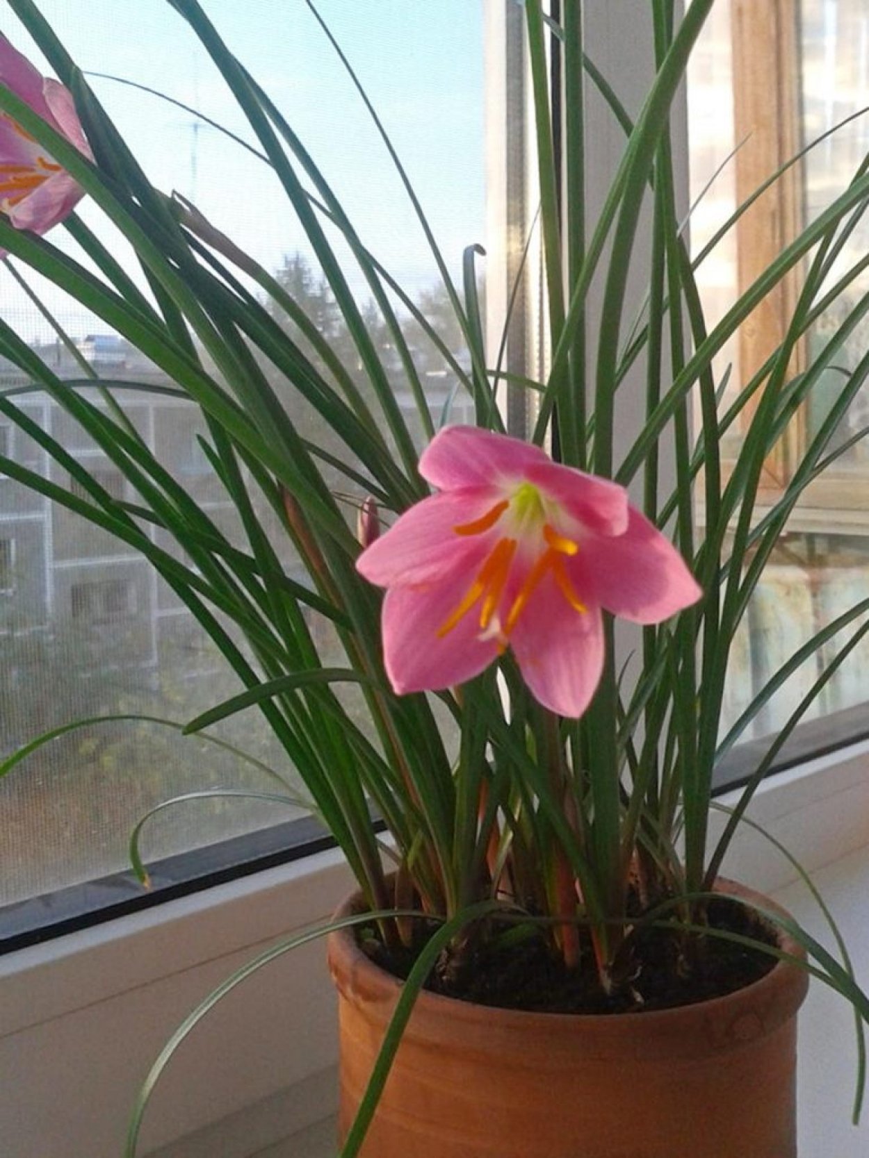 Зефирантес выскочка