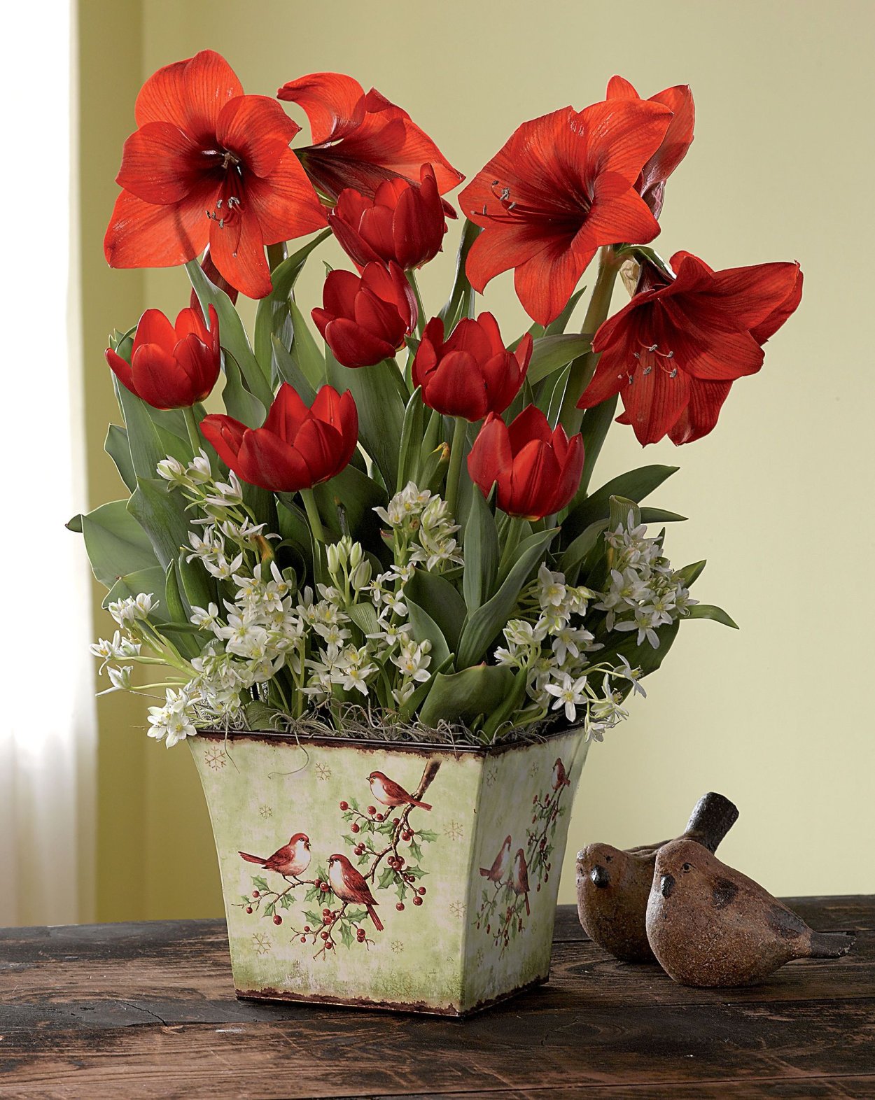 Амариллис выгонка