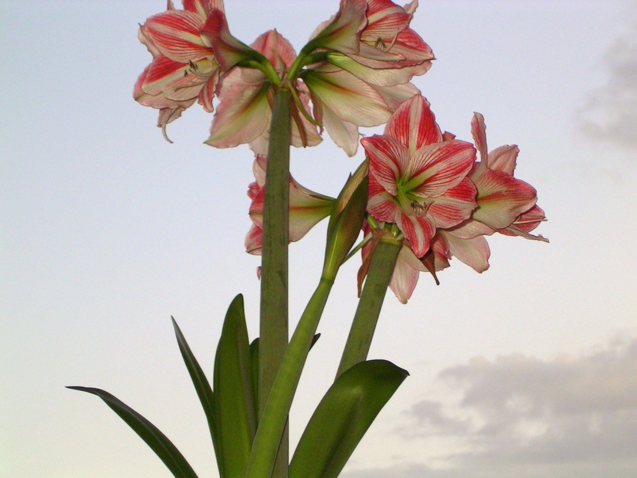 Амариллис дикий