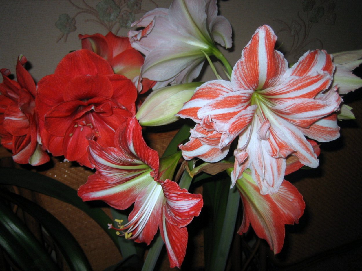 Гиппеаструм Валлота