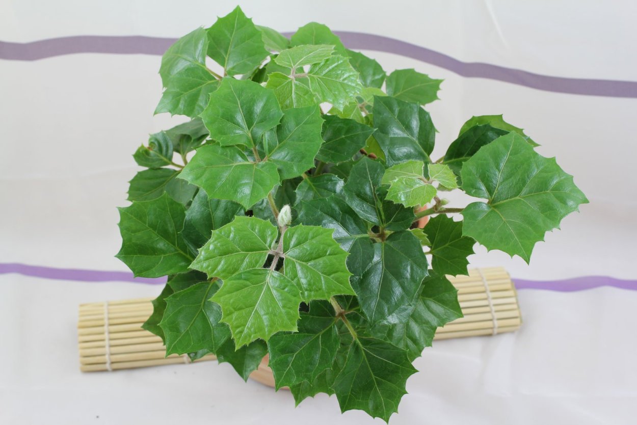 Циссус полосатый