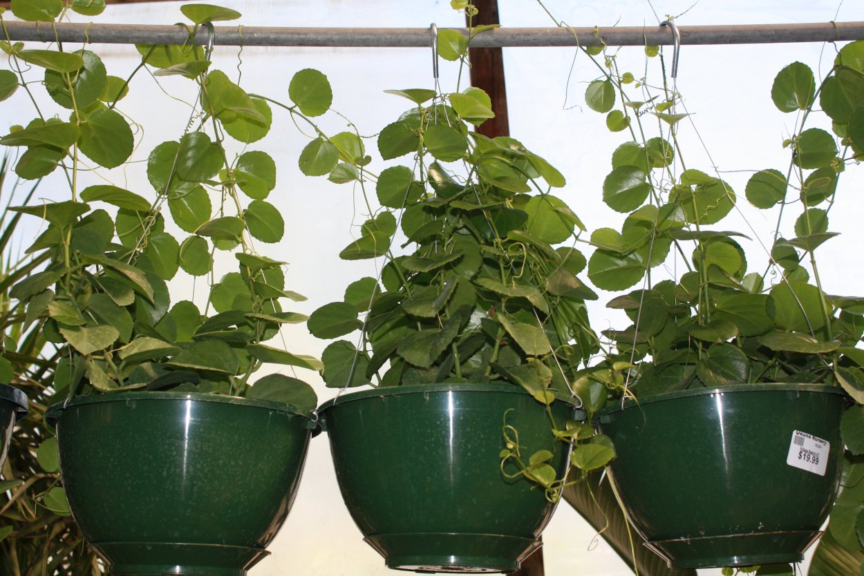 Циссус Ротундифолия