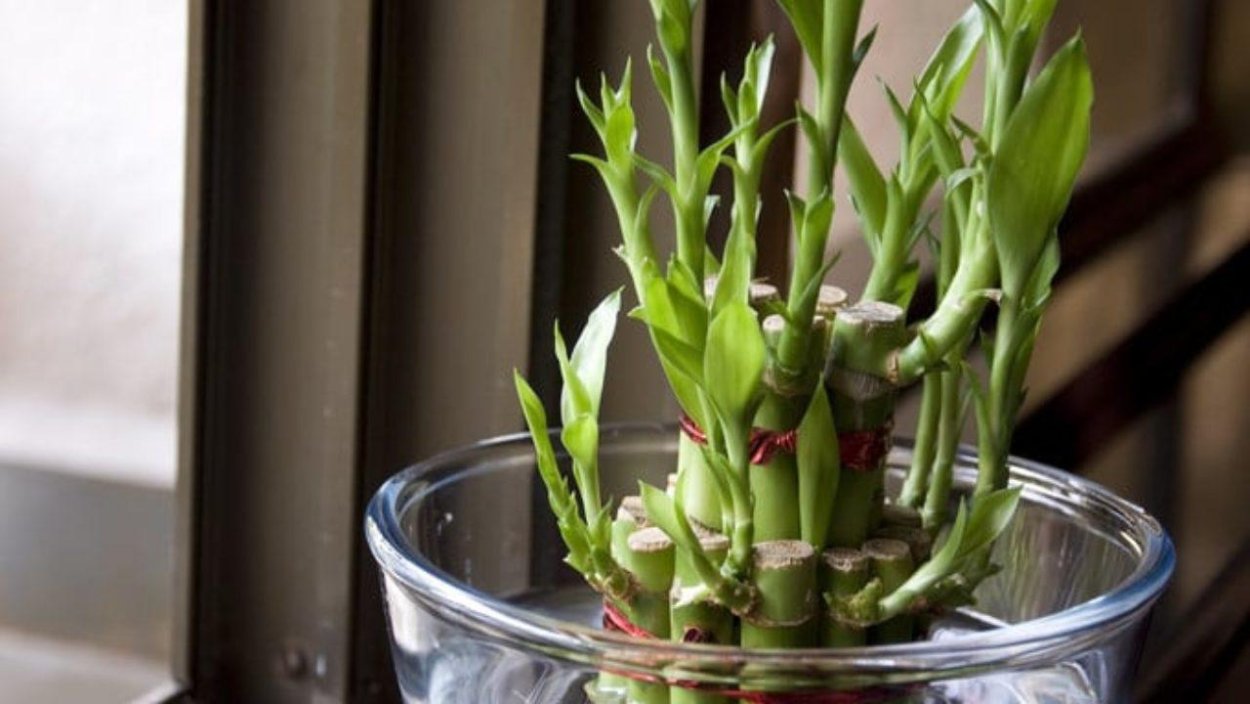 Комнатный бамбук Драцена Сандера