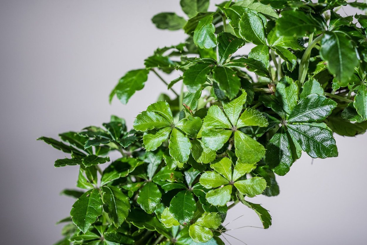 Березка (роициссус ромбический)