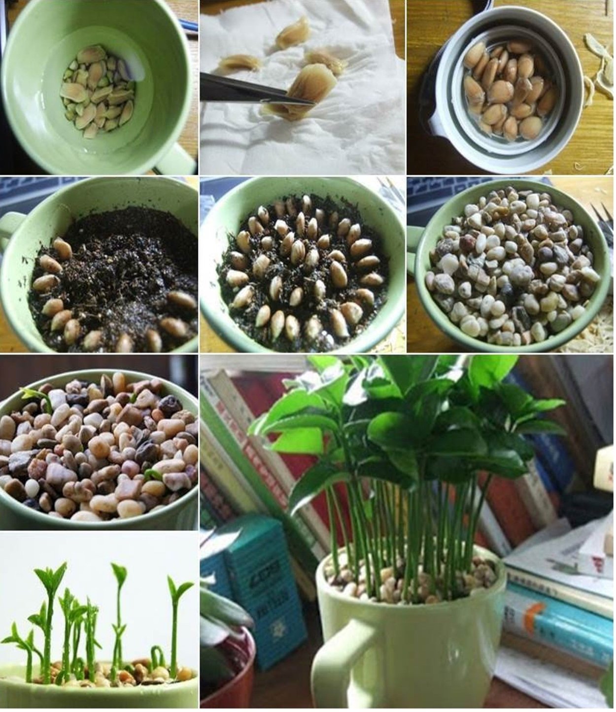 Семена домашних цветов