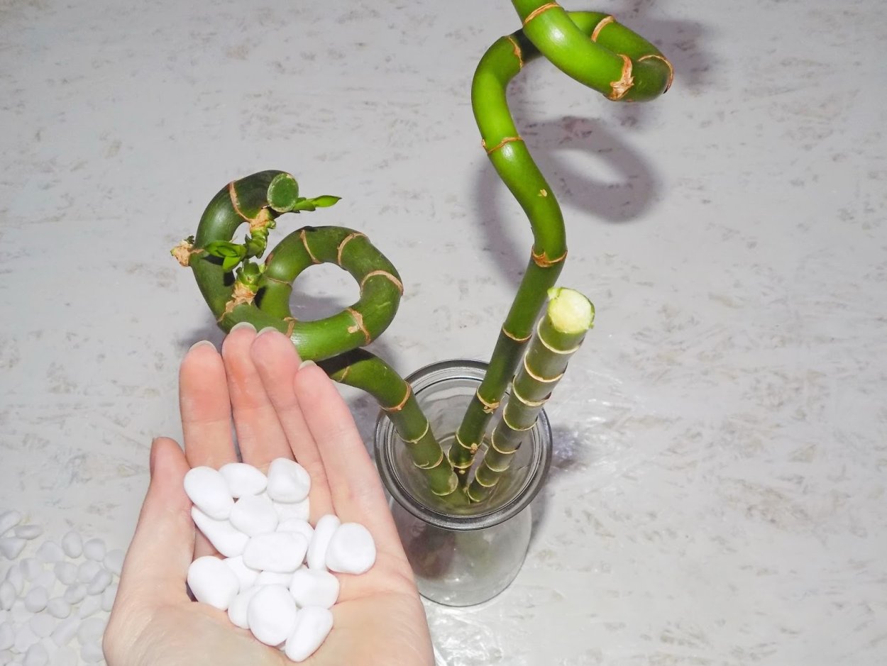 Комнатные цветы в воде