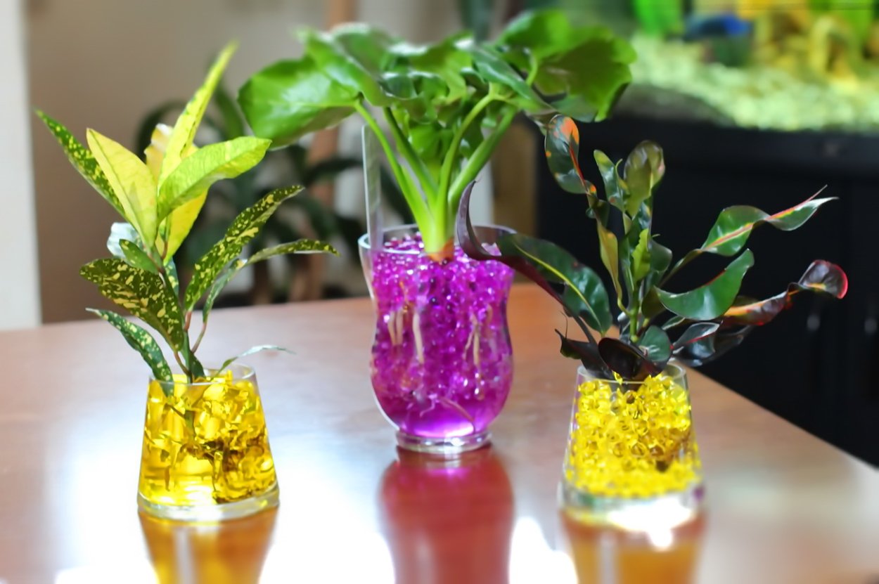 Фикус в гидрогеле