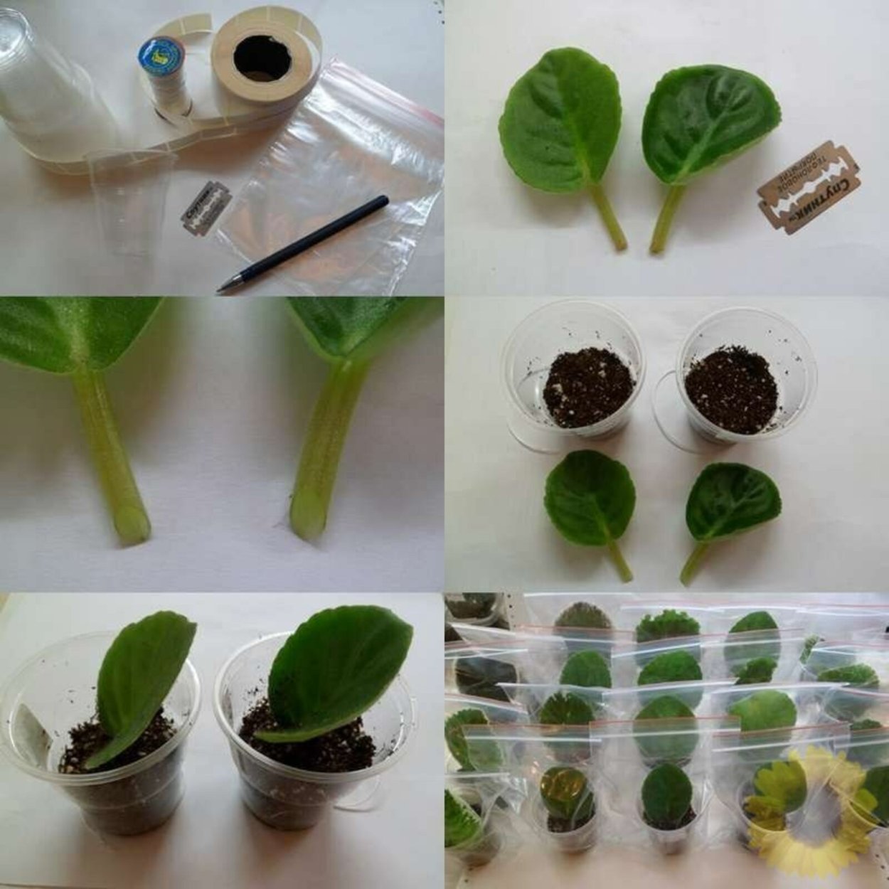 Фиалка узамбарская листовые черенки