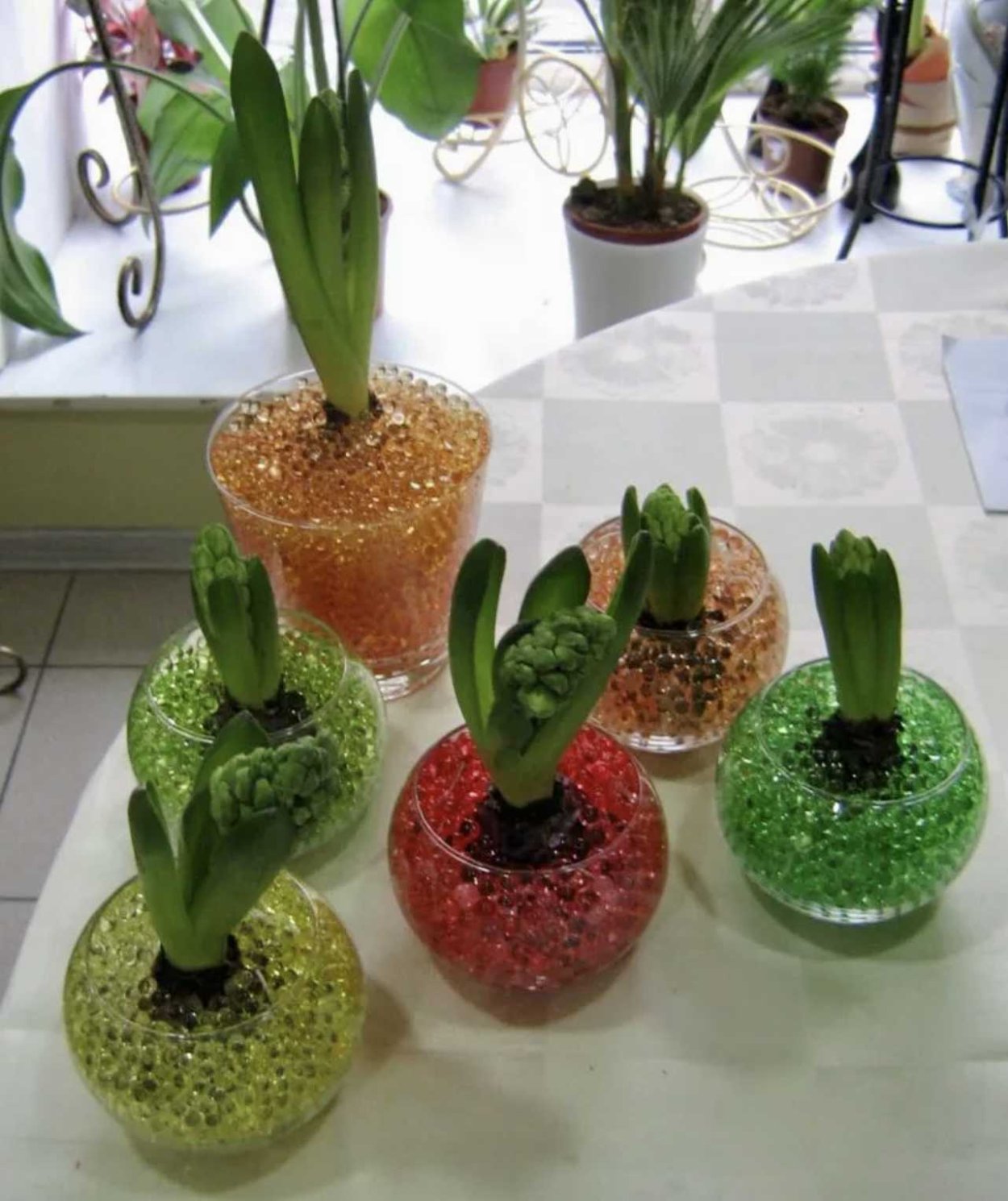 Маранта в гидрогеле