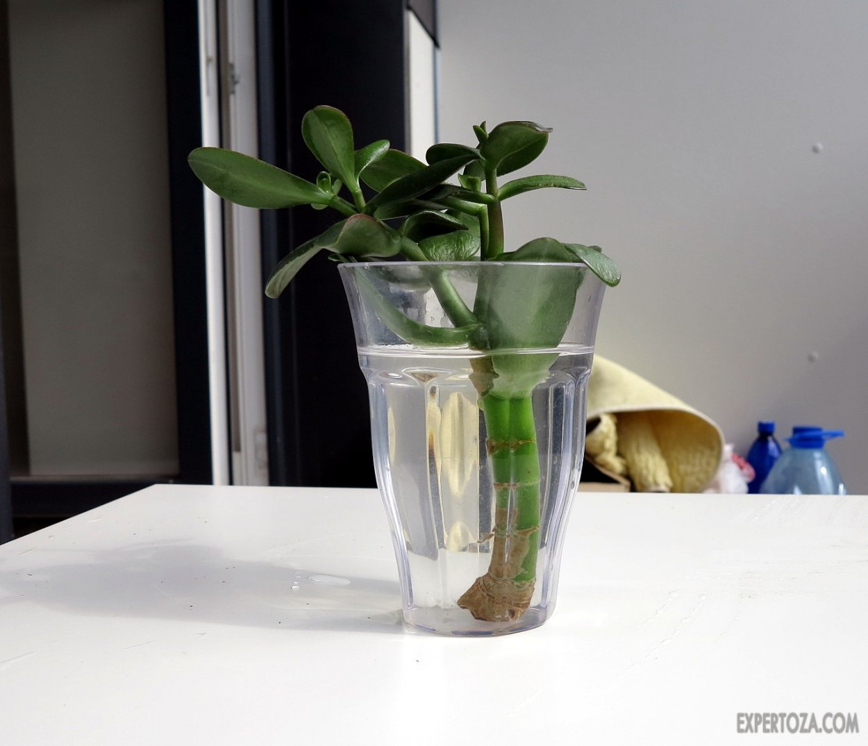 Толстянка укоренение черенков