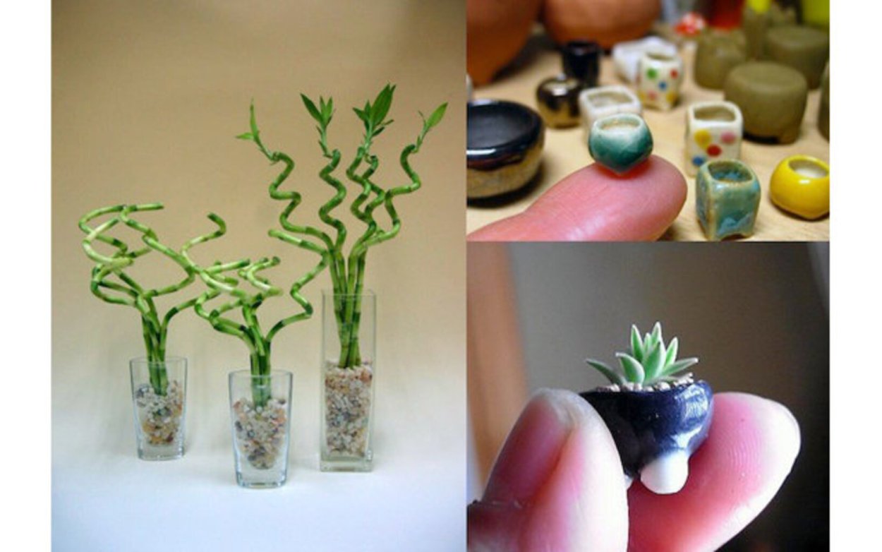 Миниатюрные цветы живые