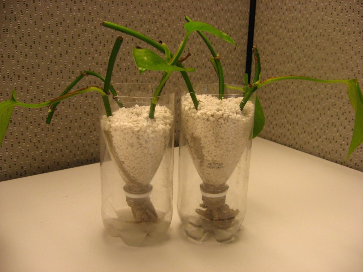 Фитильная система гидропоники