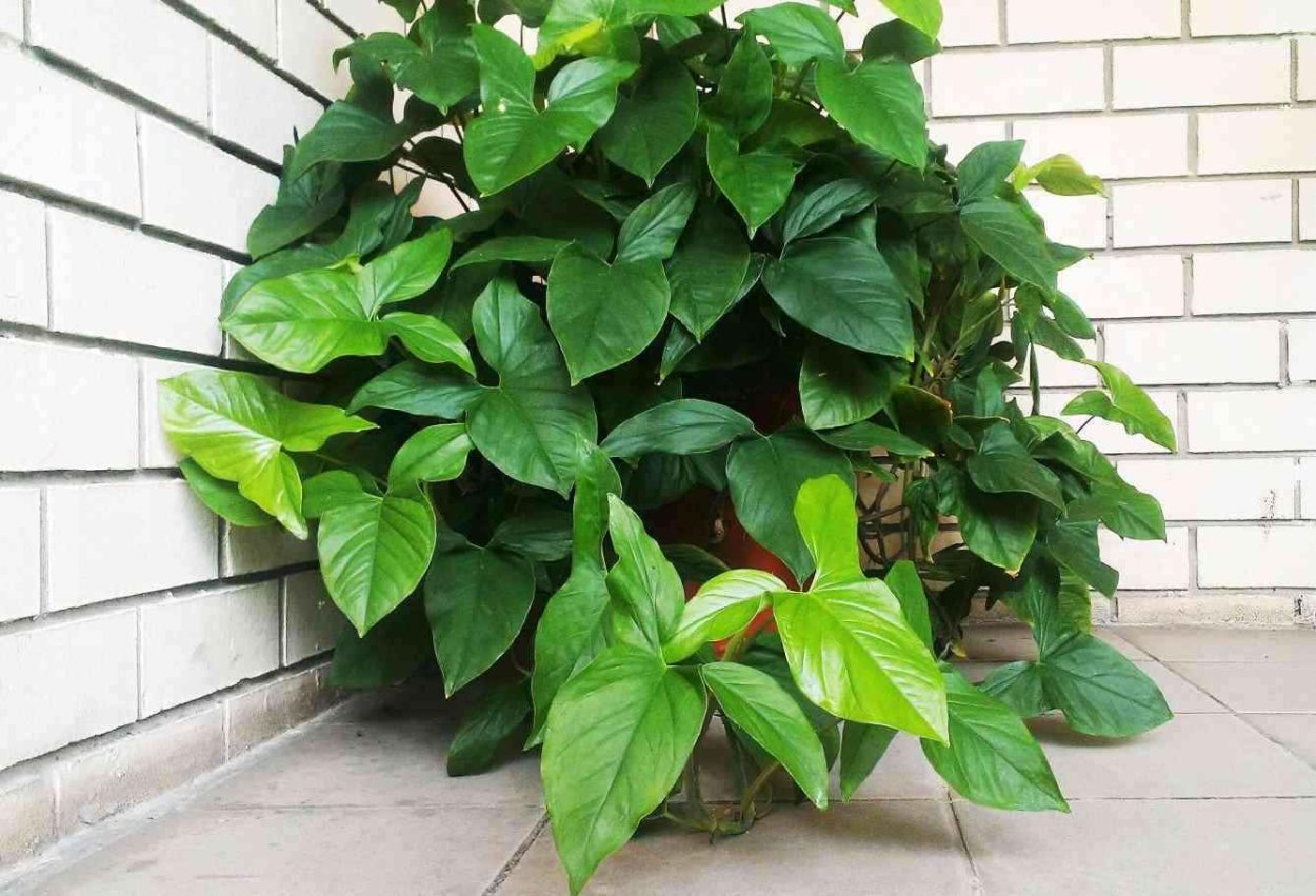 Филодендрон Андрианум