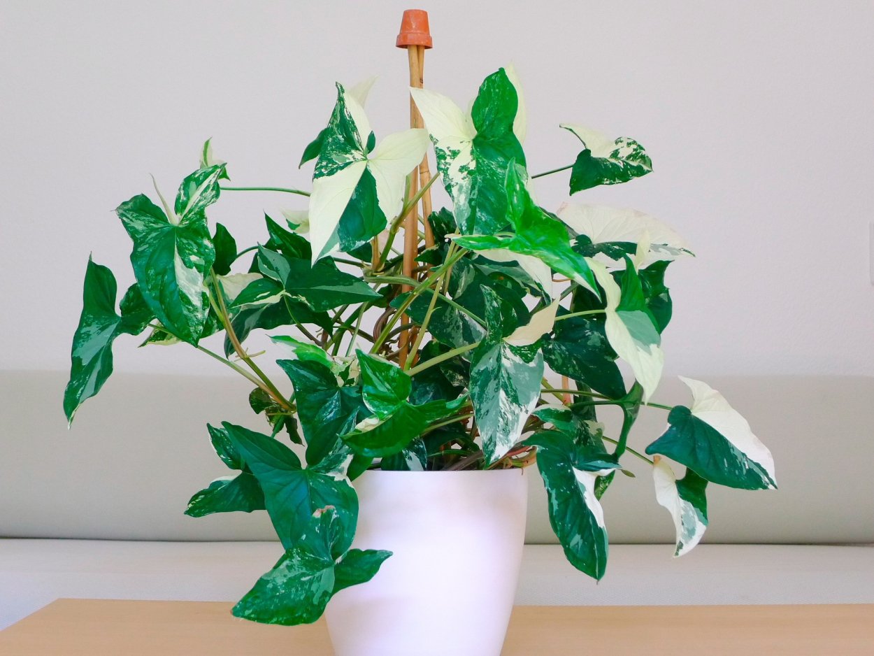 Сингониум ножколистный Лиана