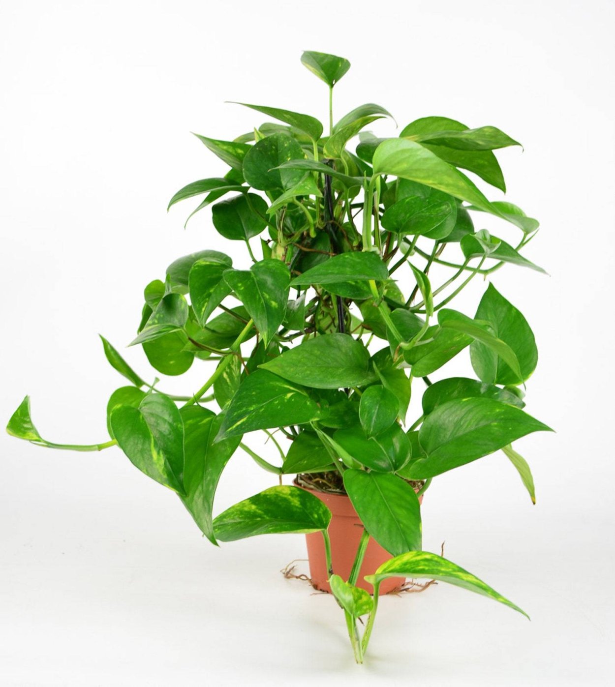 Лиана сциндапсус Эпипремнум