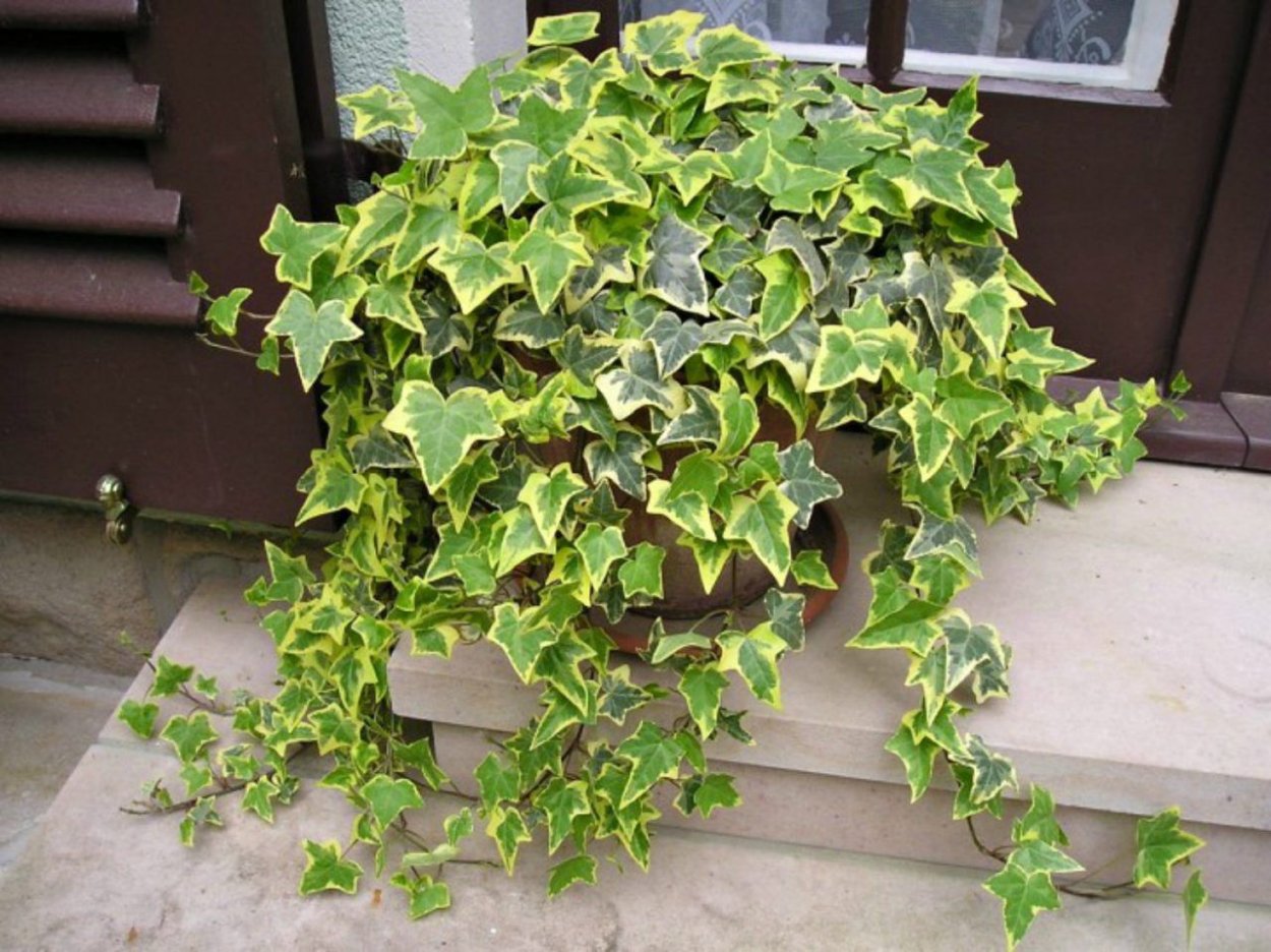 Плющ Хедера Хеликс